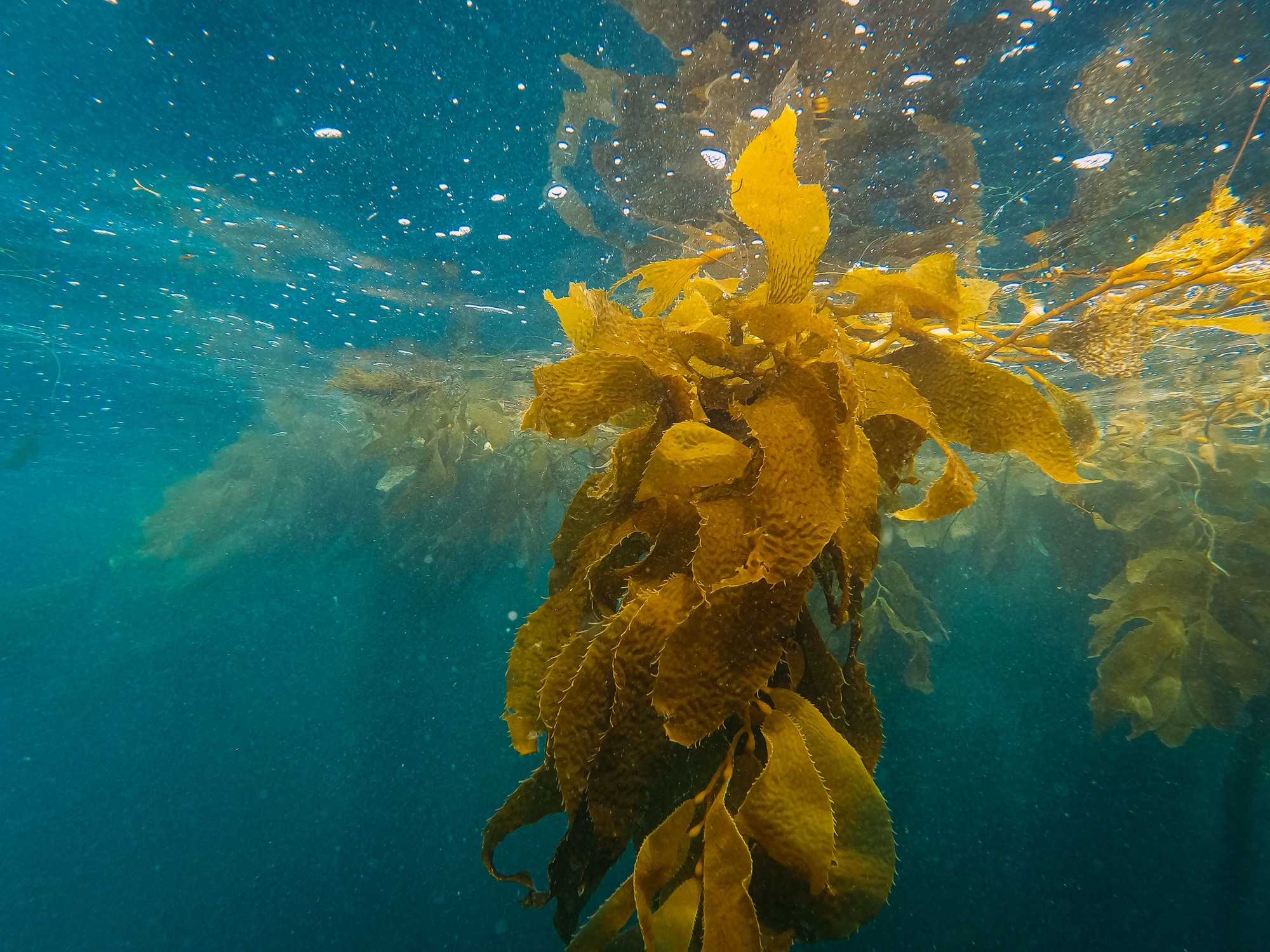 Kelp Forest Dives